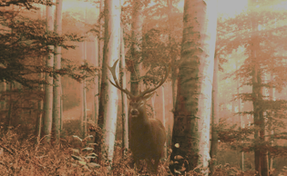 Projet étudiant Courbes Juline en création & digital design