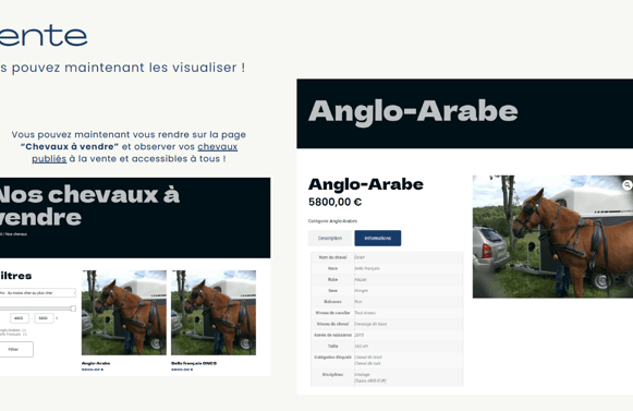 Ymmersion 2024 - Groupe 12 (vente chevaux)