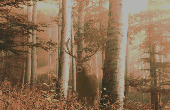 Projet étudiant Courbes Juline en création & digital design